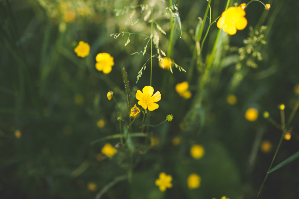 engagement photographer portland