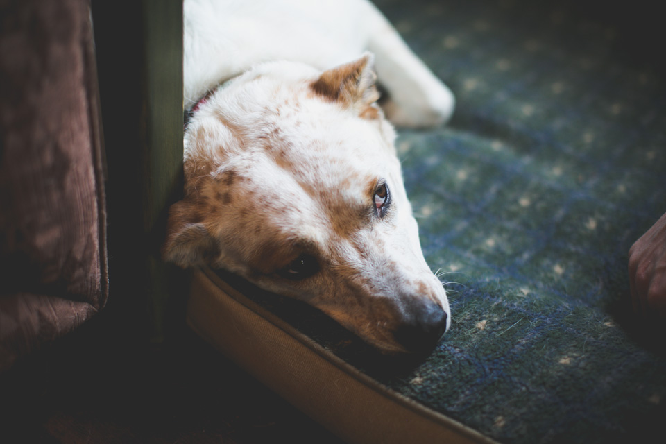 in home family photographer portland