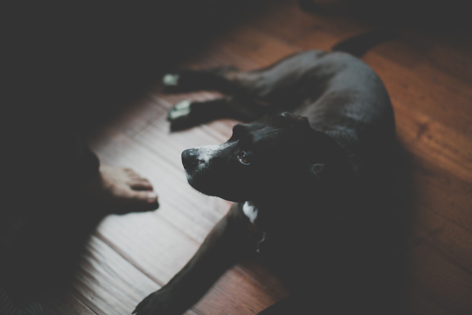 in home family photographer portland