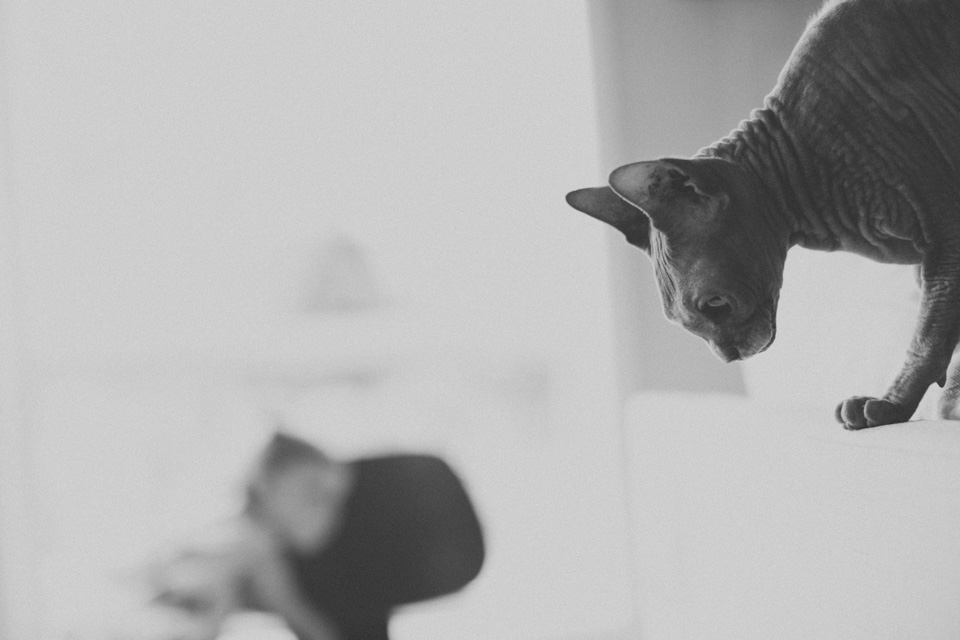 in home family photographer portland or