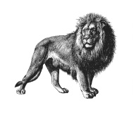 lion-full-body