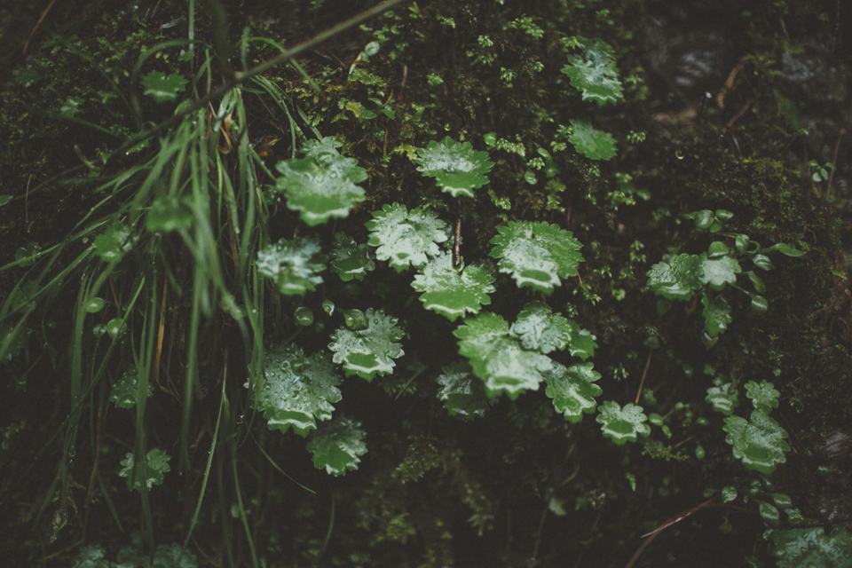 Wahclella Falls wedding