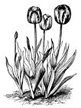 tulip