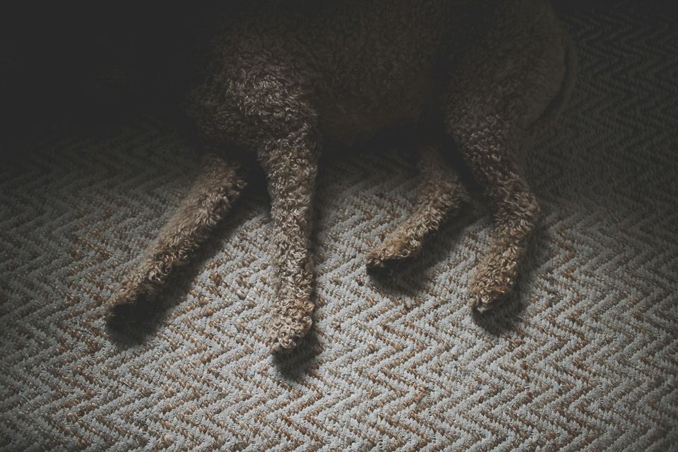 family photographer portland